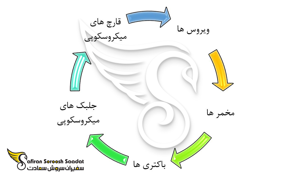 تحلیل دقیق از رشته میکروبیولوژی در نیوزلند