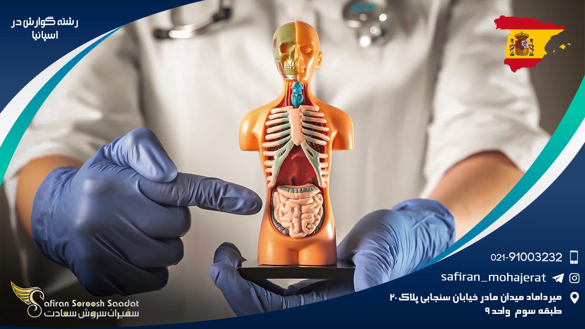 بهترین دانشگاه ها برای رشته گوارش در اسپانیا رشته گوارش در اسپانیا