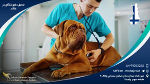 رشته دامپزشکی در فنلاند