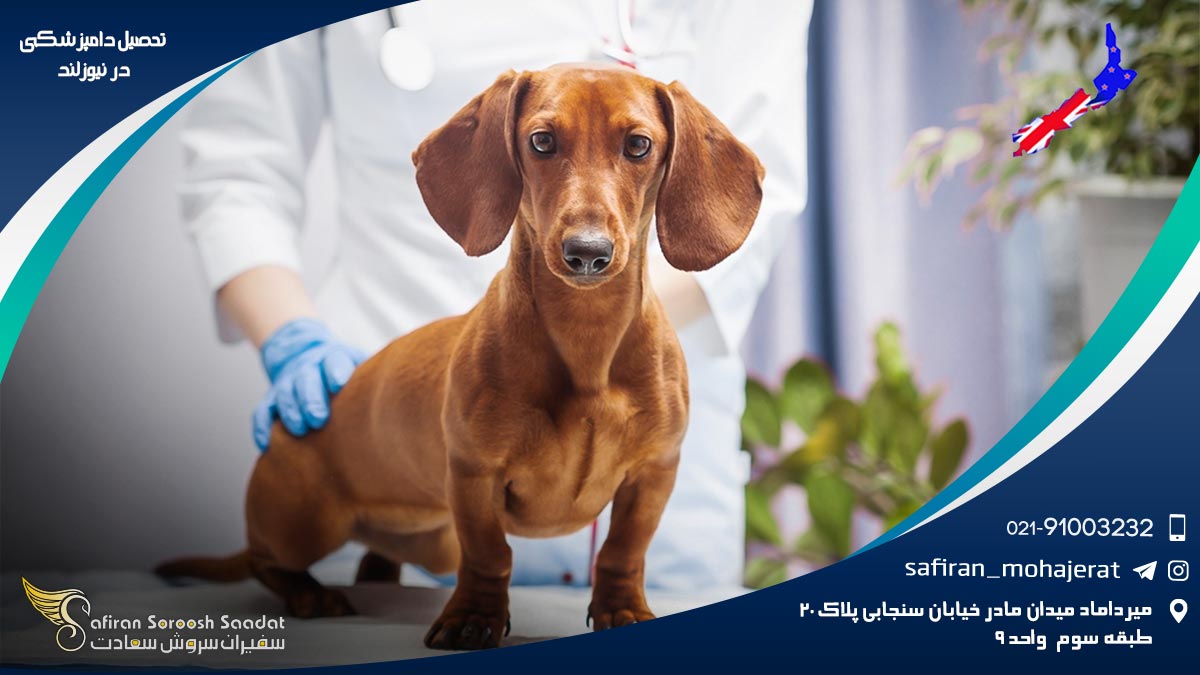 رشته دامپزشکی در نیوزلند
