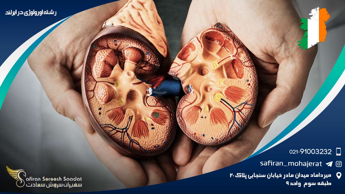 هزینه تحصیل رشته اورولوژی در ایرلند رشته اورولوژی در ایرلند