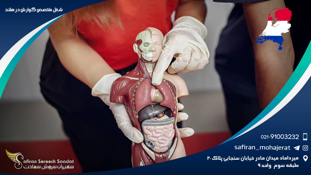 شغل متخصص گوارش در هلند